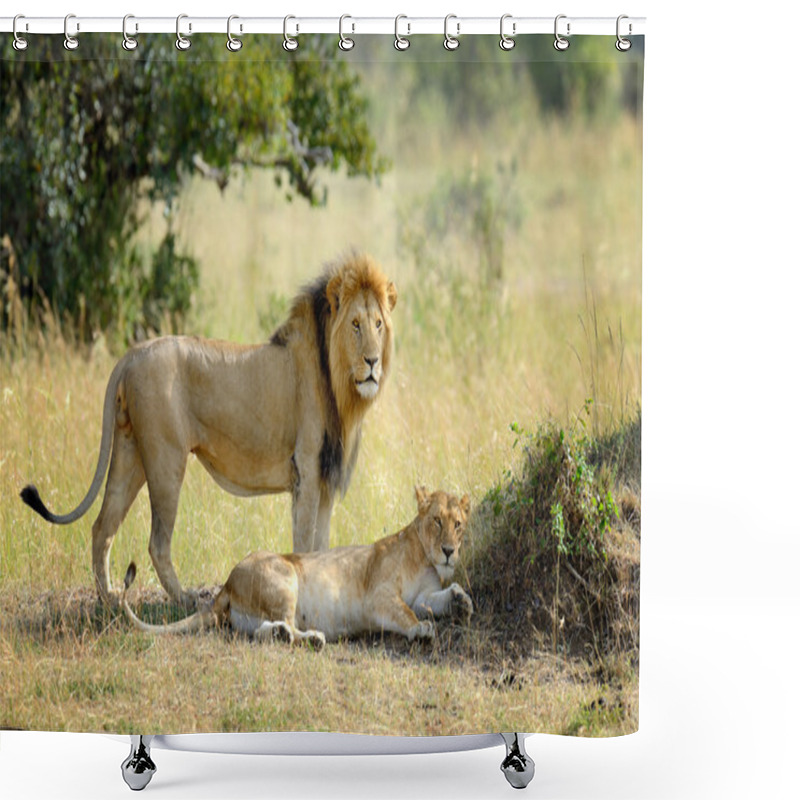 Personality  Lion In National Park Of Kenya, Africa Shower Curtains