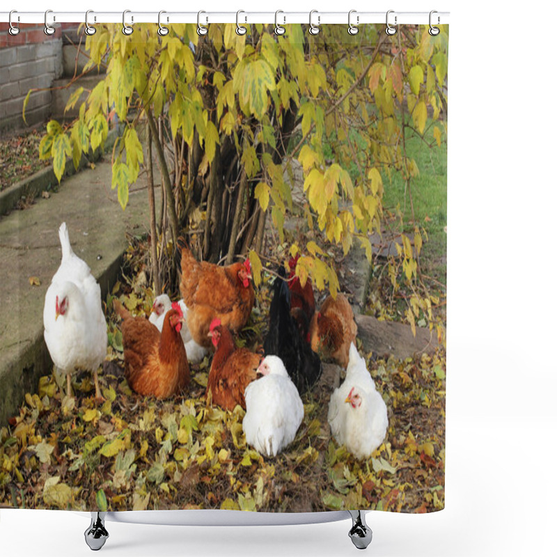 Personality  Free Range Happy Chickens Shower Curtains