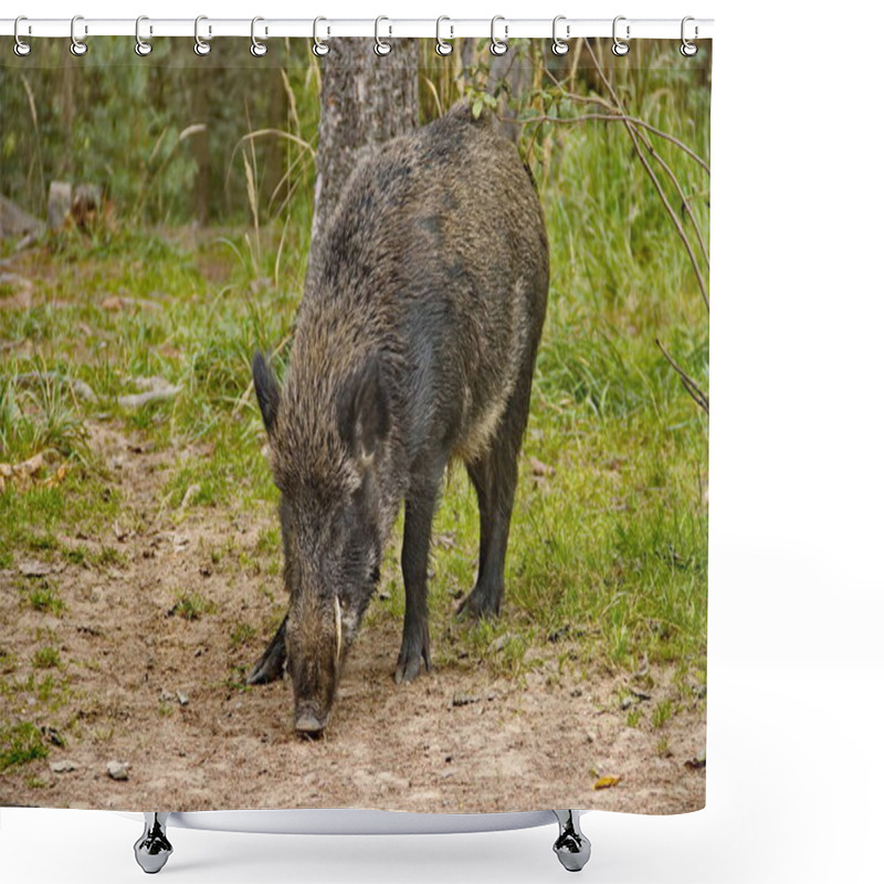 Personality  Wild Boars Roam The Dense Forest, Their Rugged Figures Moving Through The Underbrush. Surrounded By Towering Trees And Thick Foliage, They Thrive In The Wild, Embodying Nature's Untamed Beauty. Shower Curtains