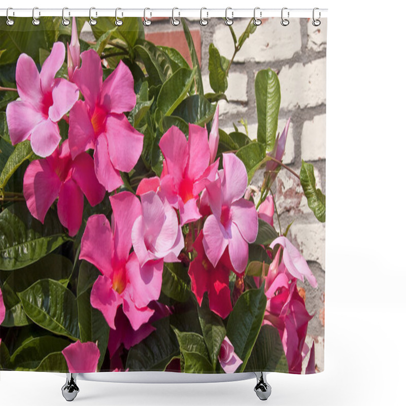 Personality  Mandevilla Shower Curtains