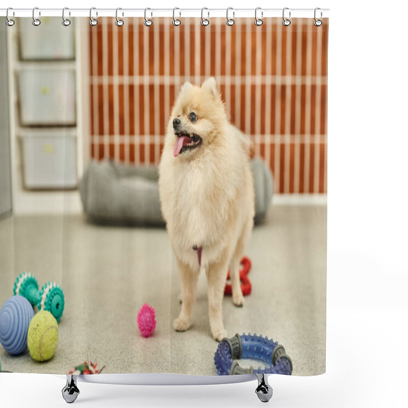 Personality  Furry Pomeranian Spitz Standing Near Various Toys On Floor In Modern Pet Hotel, Canine Happiness Shower Curtains