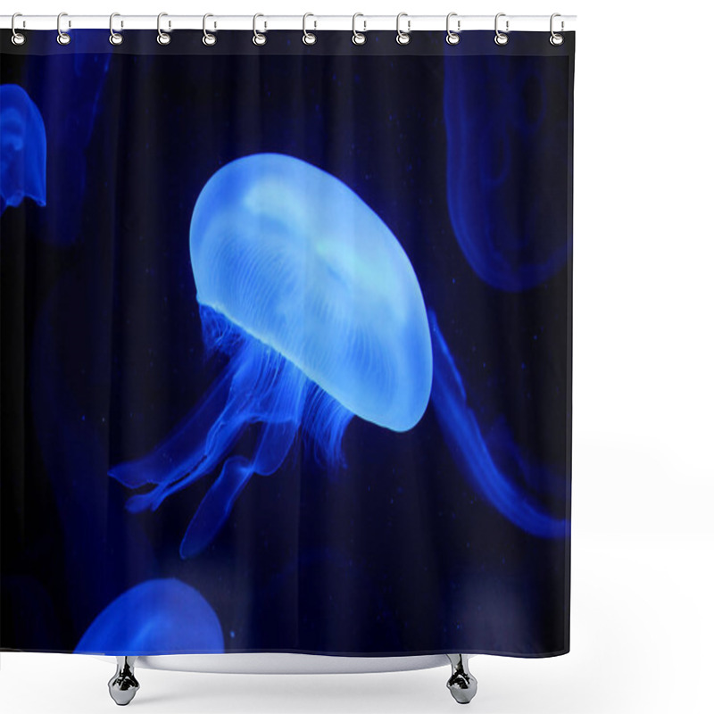 Personality  Jellyfish, Sea Underwater Fauna Shower Curtains