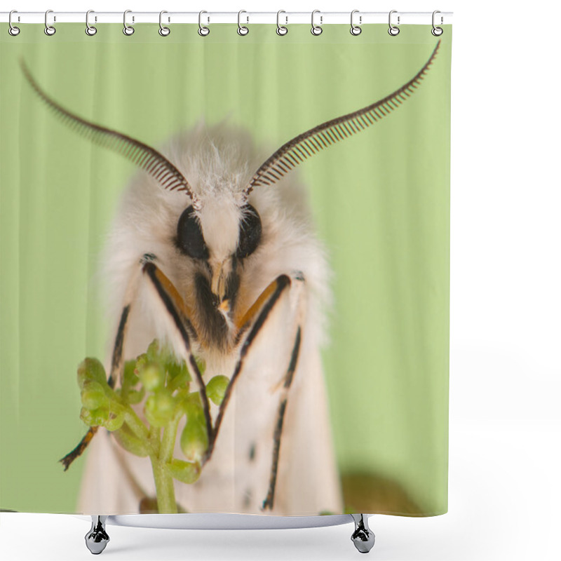 Personality  Night Butterfly - Spilosoma Lubricipeda Shower Curtains