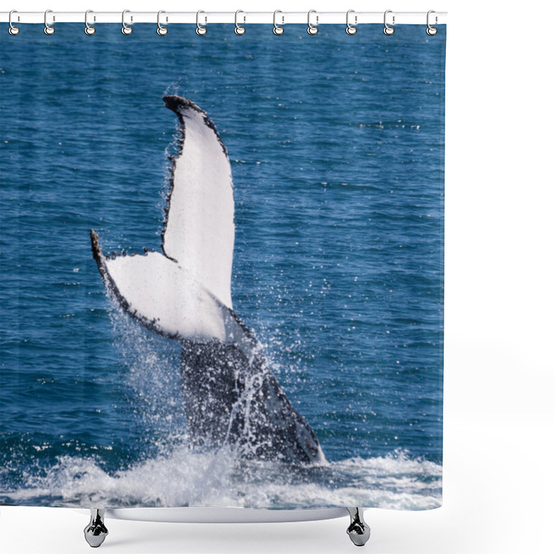 Personality  Whale Hervey Bay Australia Shower Curtains