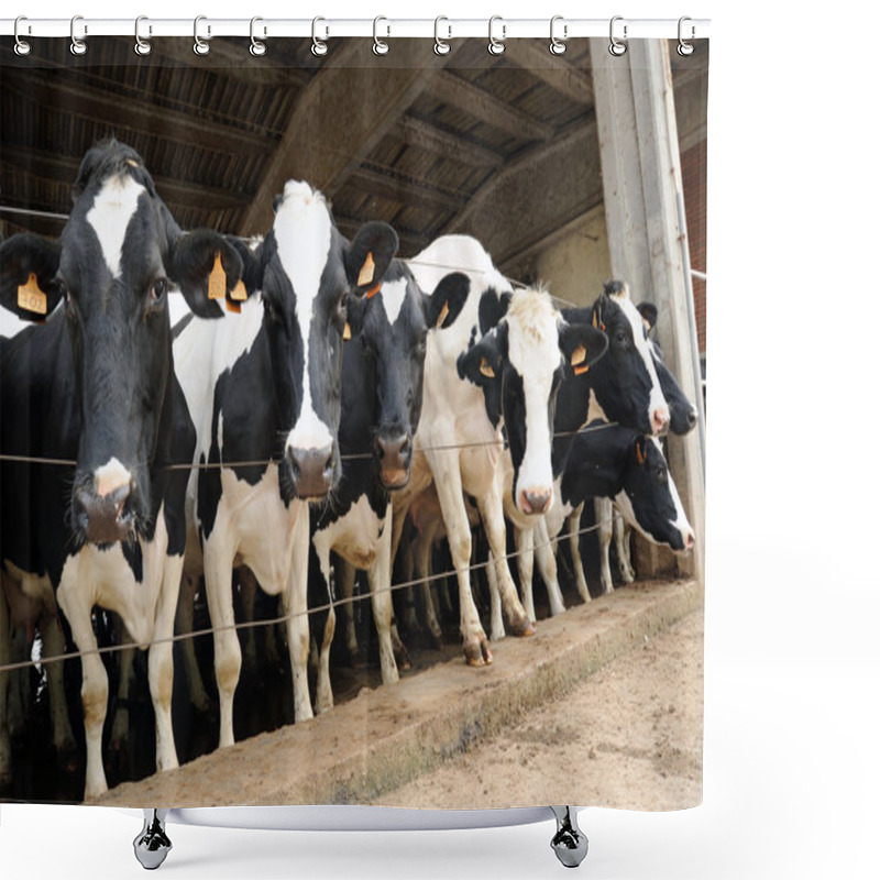 Personality  Black And White Holstein Cows Shower Curtains