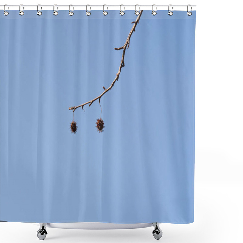 Personality  American Sweetgum Branches With Winter Buds And Seed Balls - Latin Name - Liquidambar Styraciflua Shower Curtains