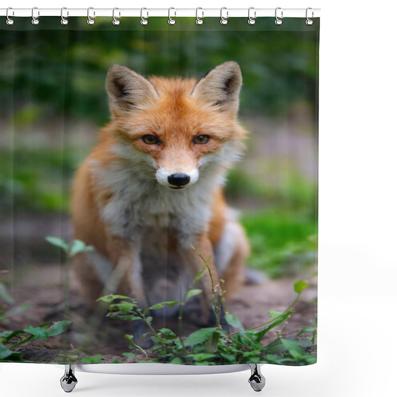 Personality  Wild Young Red Fox (vulpes Vulpes) Vixen Scavenging In A Forest Shower Curtains