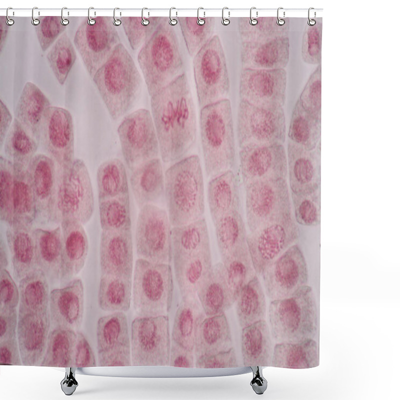 Personality  Cell Division And Cell Cycle Under The Microscope. Shower Curtains