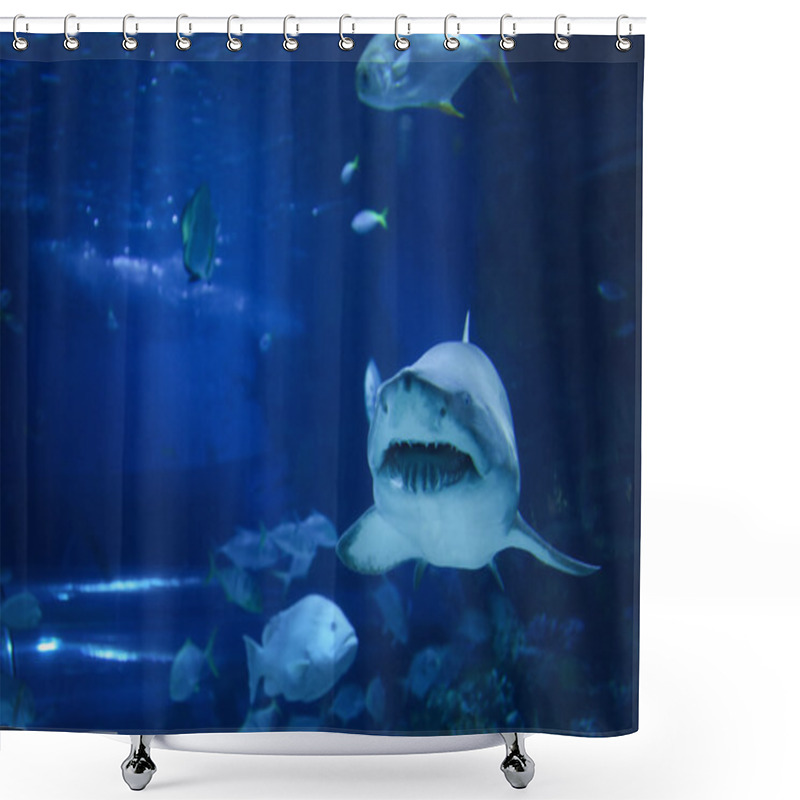 Personality  Big Shark In The Oceanarium Shower Curtains