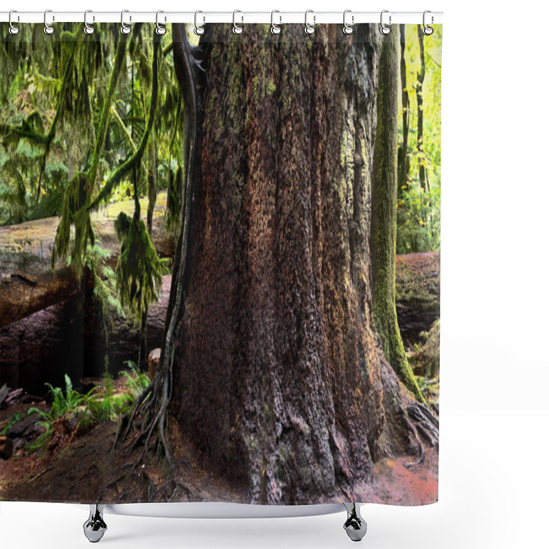 Personality  Very Old Huge Red Cedar Tree In Cathedral Grove. Mac Millan Provincial Park Near Nanaimo. Vancouver Island. British Columbia. Canada Shower Curtains