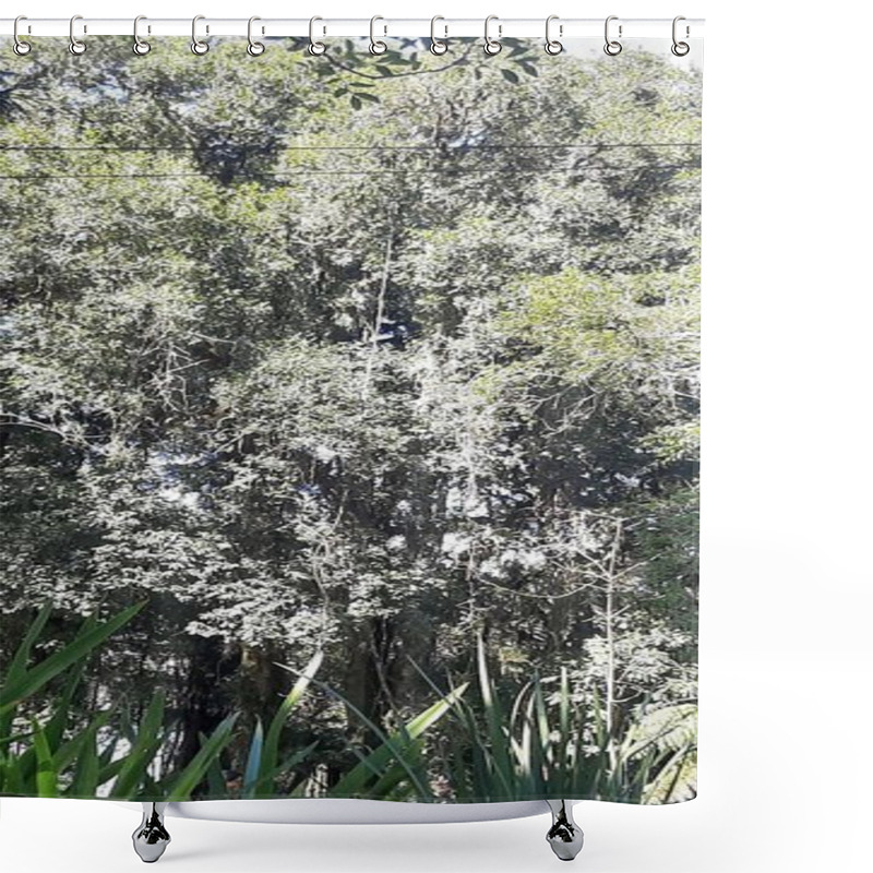 Personality  Dense Forest With Native Trees Shower Curtains