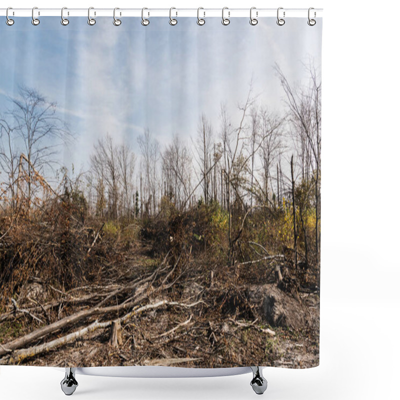 Personality  Sunshine On Dry Sticks Near Trees In Forest Against Blue Sky  Shower Curtains