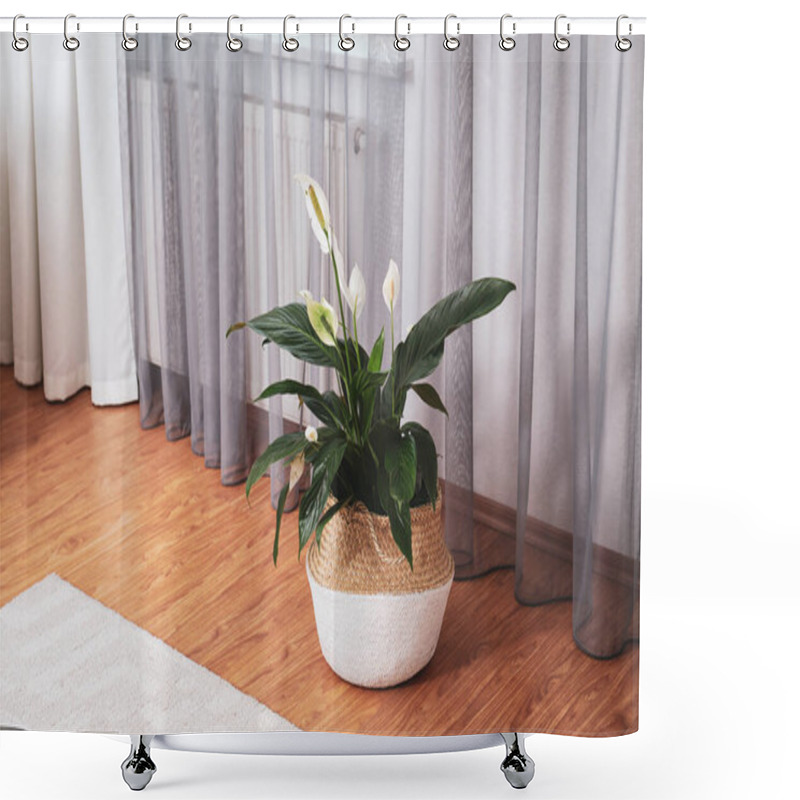 Personality  Beautiful Peace Lily In Wicker Pot Near Window Indoors. Interior Design Idea Shower Curtains