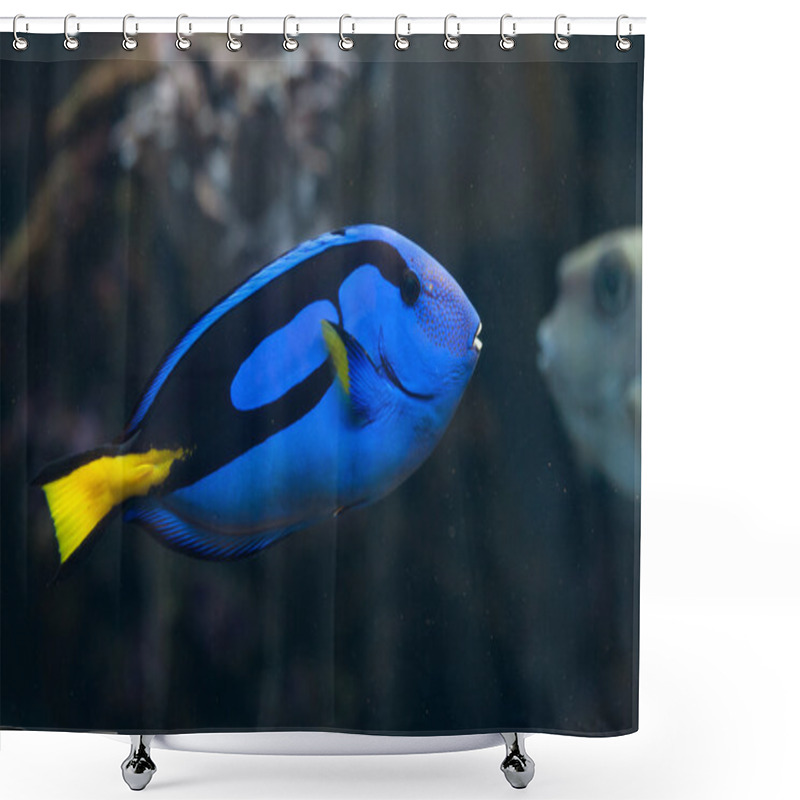 Personality  Blue Surgeonfish (Paracanthurus Hepatus). Shower Curtains