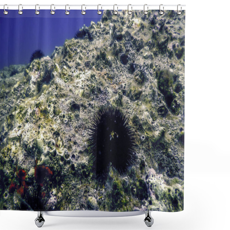 Personality  Underwater Sea Urchins On A Rock, Underwater Urchins Shower Curtains