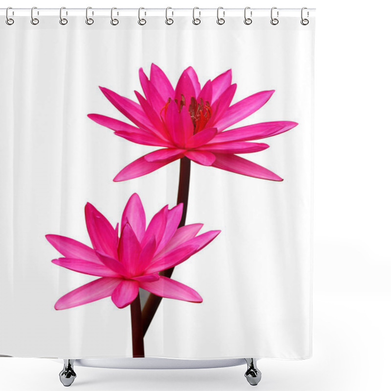 Personality  Pink Lotus Blossoms Or Water Lily Flowers Blooming Isolate On Wh Shower Curtains