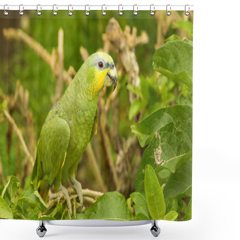 Personality  Amazona Ochrocephala Parrot Bird Shower Curtains