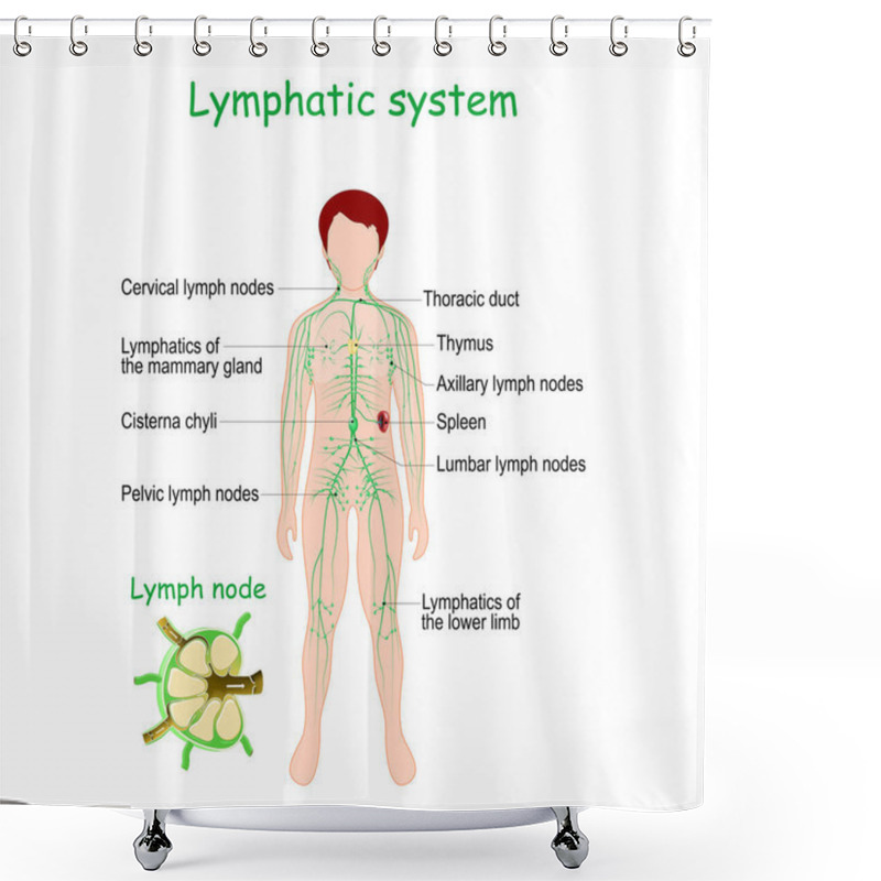 Personality  Lymphatic System. Human Body With Lymphoid Organs (Spleen, Thymus), Lymphatic Vessel, Lymph Nodes, And Cisterna Chyli. Vector Illustration Shower Curtains