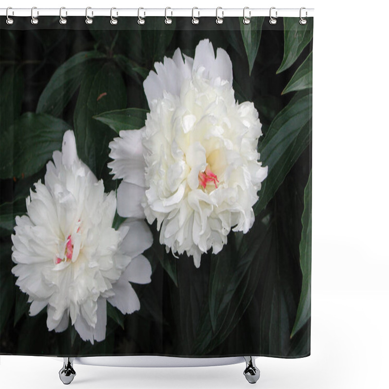 Personality  Paeonia Suffruticosa White And Pink Flower Shower Curtains