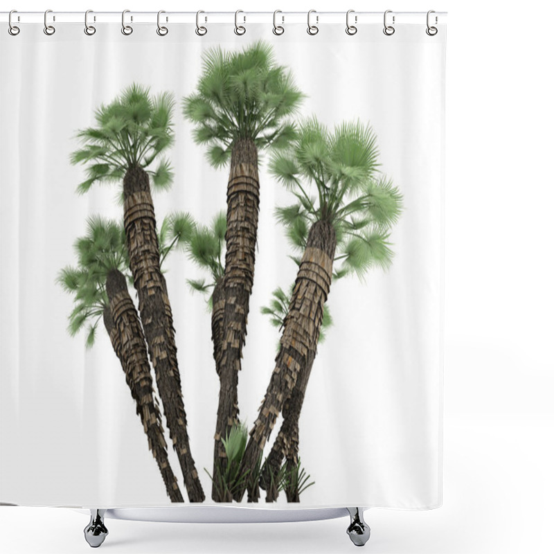 Personality  European Fan Palm Or Chamaerops Humilis Shower Curtains