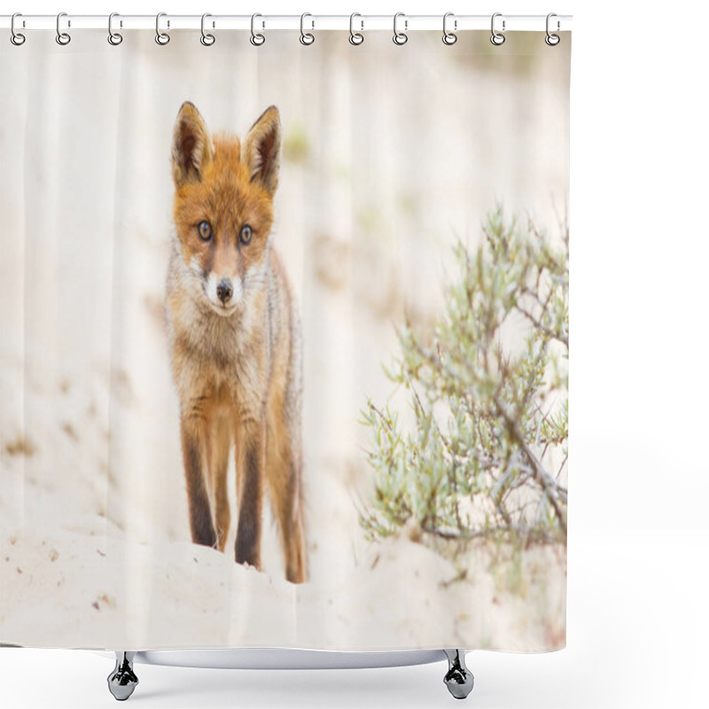 Personality  Wild Red Fox Cub Shower Curtains