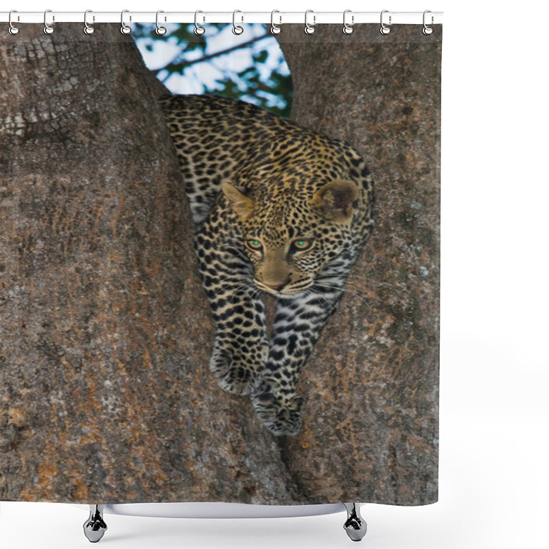 Personality  One Leopard On A Tree Shower Curtains