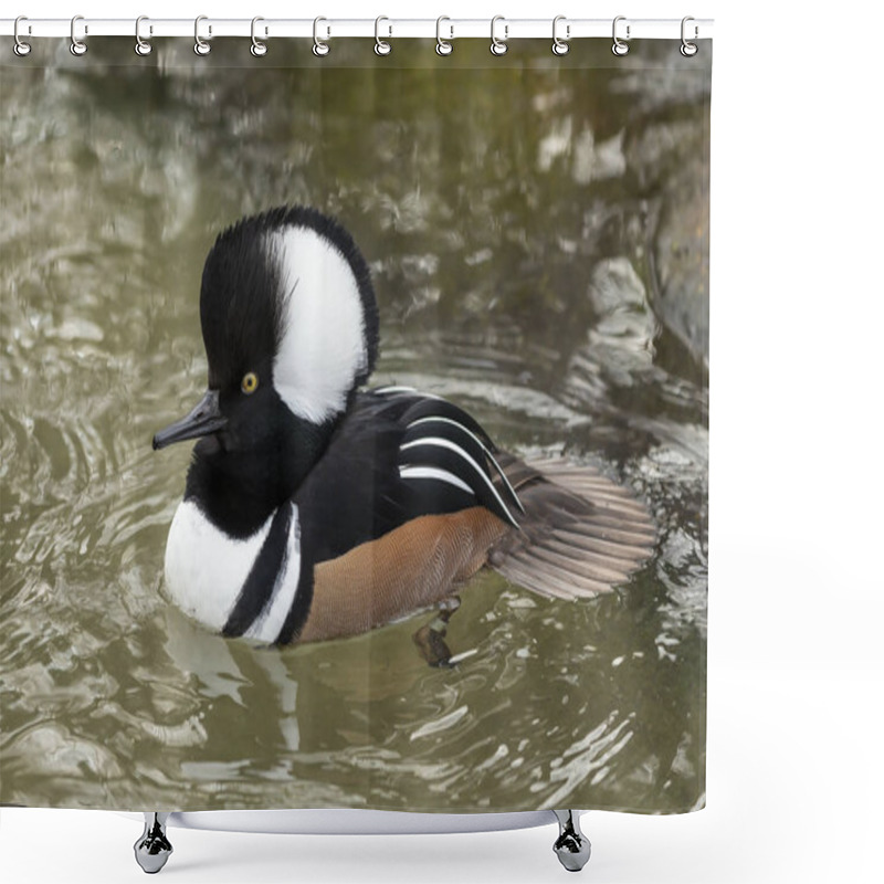 Personality  Duck. Hooded Merganser. North American Smaller Duck.Hooded Mergansers Are The Second Smallest Species Of Merganser. Shower Curtains