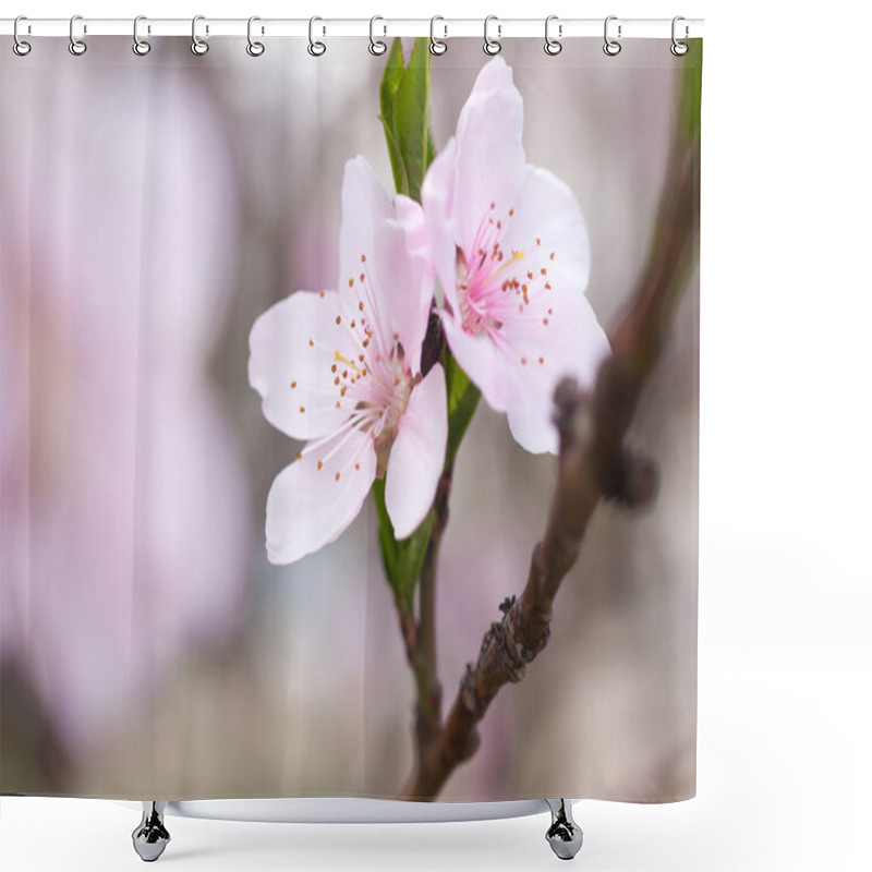 Personality  Fresh, Spring Tree With Pink Blossoms Shower Curtains