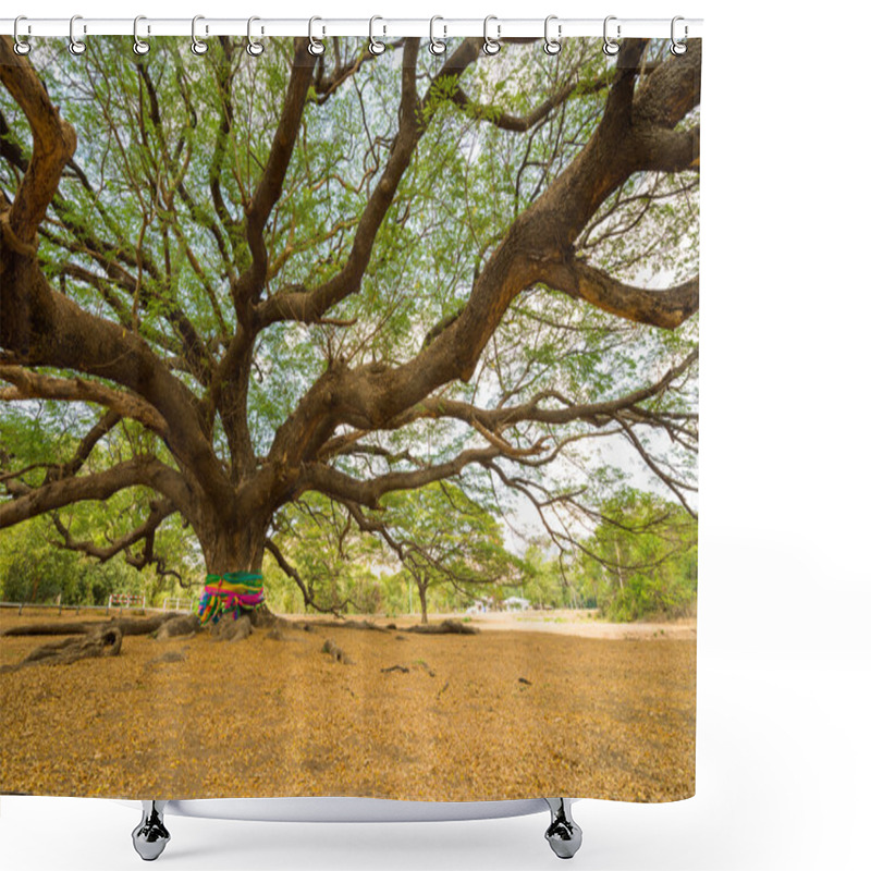 Personality  Big Rain Tree  Shower Curtains