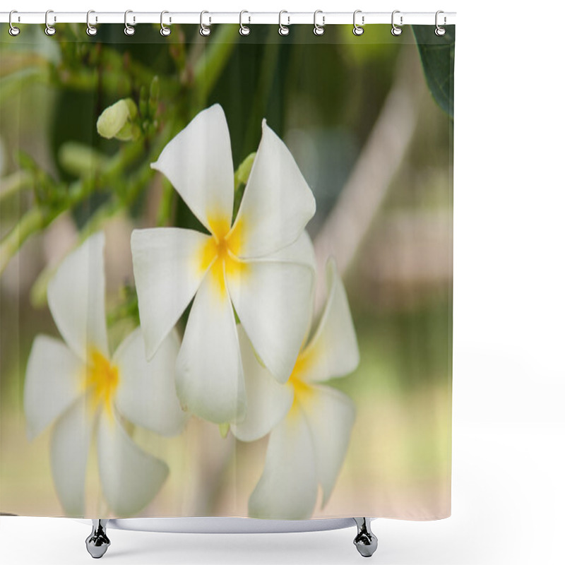 Personality  Frangipani Flowers Shower Curtains