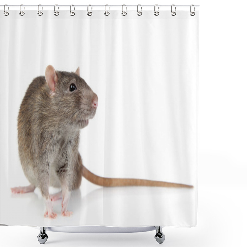 Personality  Rat On White Background Shower Curtains