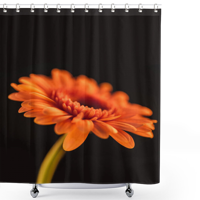 Personality  Close Up Of Orange Blooming Gerbera Flower, Isolated On Black Shower Curtains