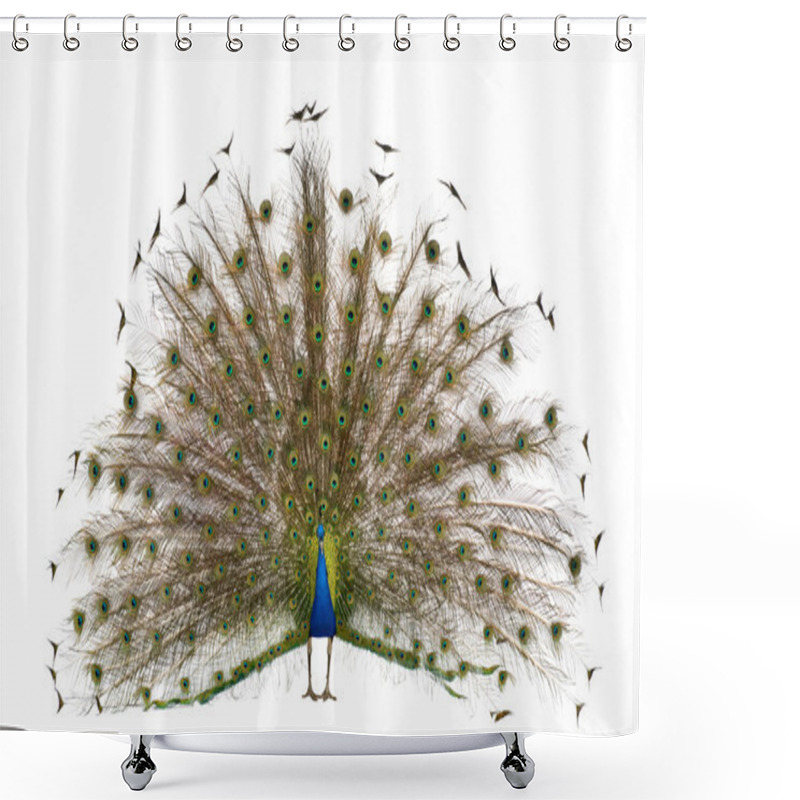 Personality  Male Indian Peafowl Walking In Front Of White Background Shower Curtains