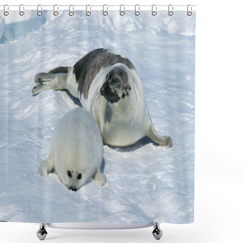 Personality  PHOQUE DU GROENLAND Pagophilus Groenlandicus Shower Curtains