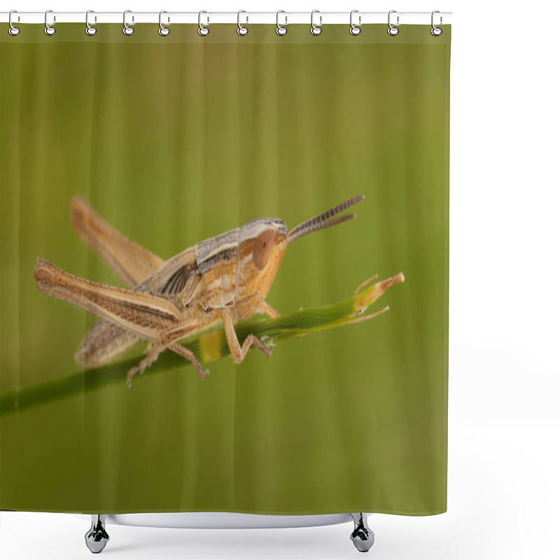 Personality  Small Brown Grasshopper  Shower Curtains