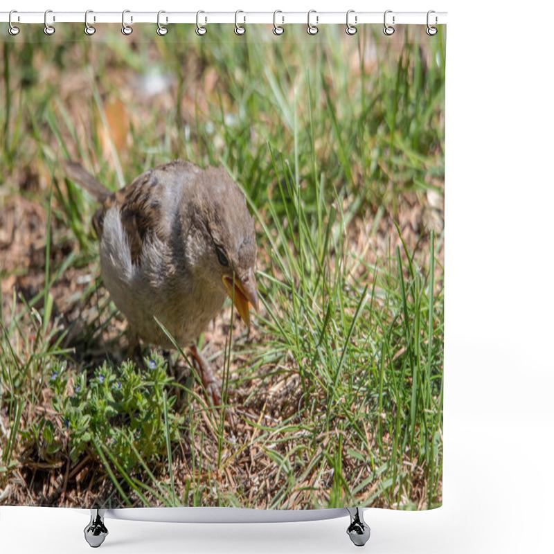 Personality  The House Sparrow, Young Bird In A Nature Park Shower Curtains