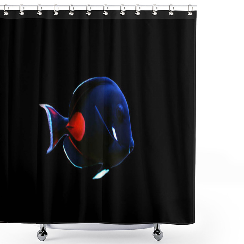 Personality  Achilles Surgeon Fish Tang - (Acanthurus Achilles)  Shower Curtains