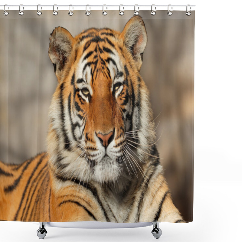 Personality  Bengal Tiger Portrait Shower Curtains