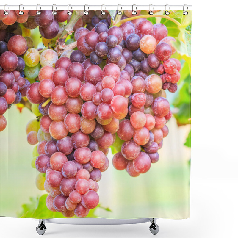 Personality  Vineyard Bunch Of Grapes Shower Curtains