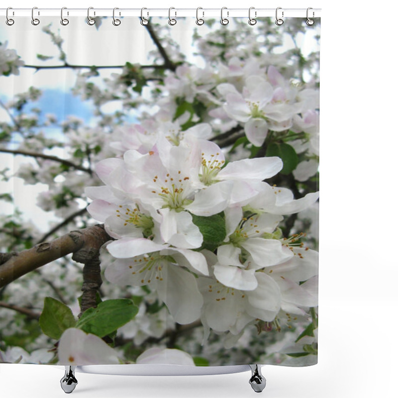 Personality  Spring Flowering Of Fruit Trees Shower Curtains