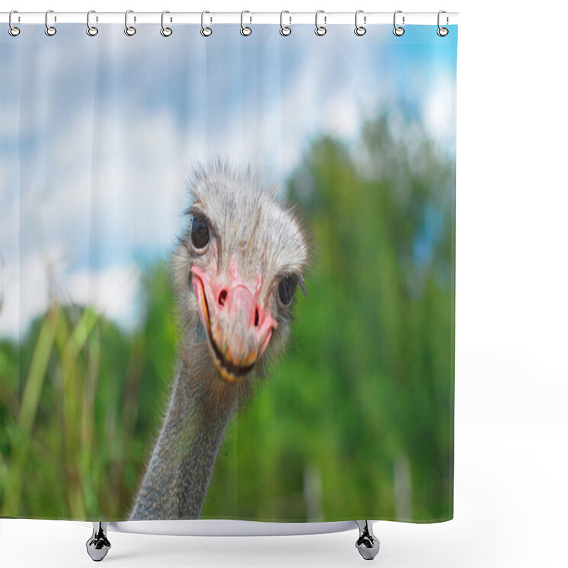 Personality  Ostrich Head Closeup Shower Curtains