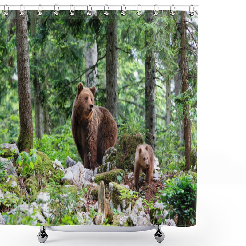 Personality  Brown Bear - Close Encounter With A Big Mother Wild Brown Bear With Her Cub Walking In The Forest And Mountains Of The Notranjska Region In Slovenia Shower Curtains