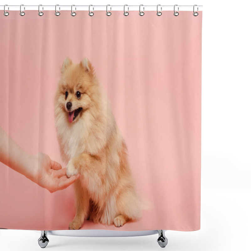 Personality  Cropped View Of Pomeranian Spitz Dog Giving Paw To Woman On Pink Shower Curtains