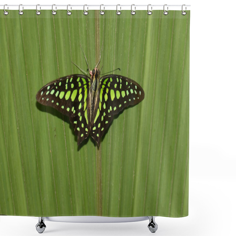 Personality  Tailed Jay Butterfly Close Up Shower Curtains