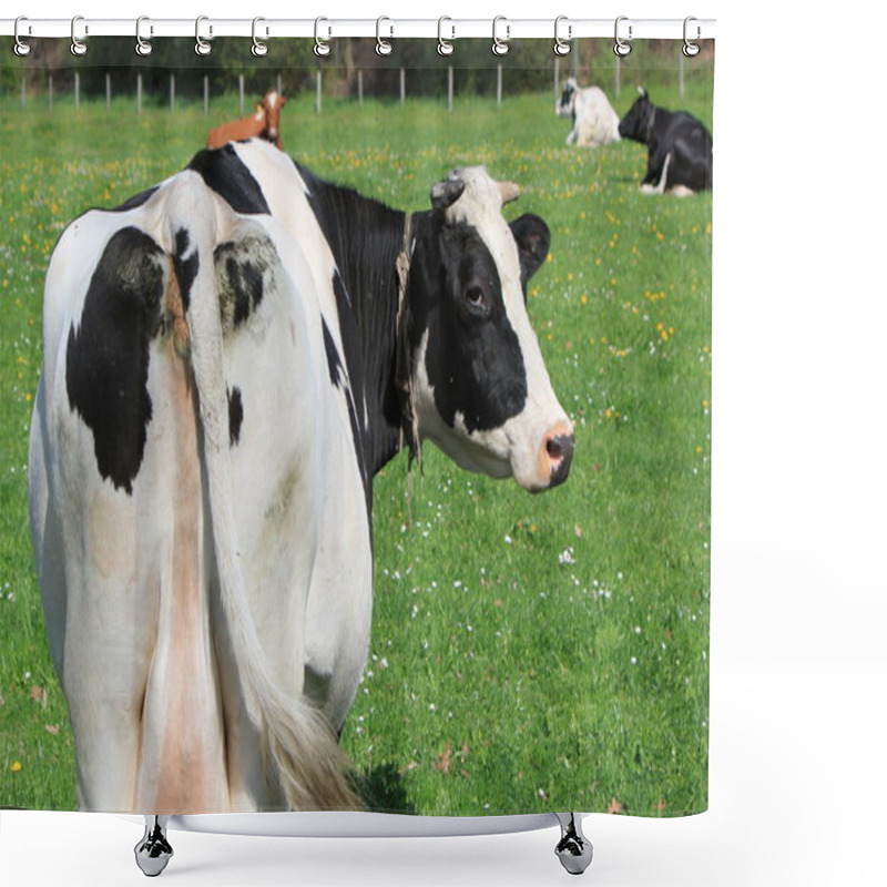 Personality  Cows Of Fribourg Canton, Switzerland Shower Curtains