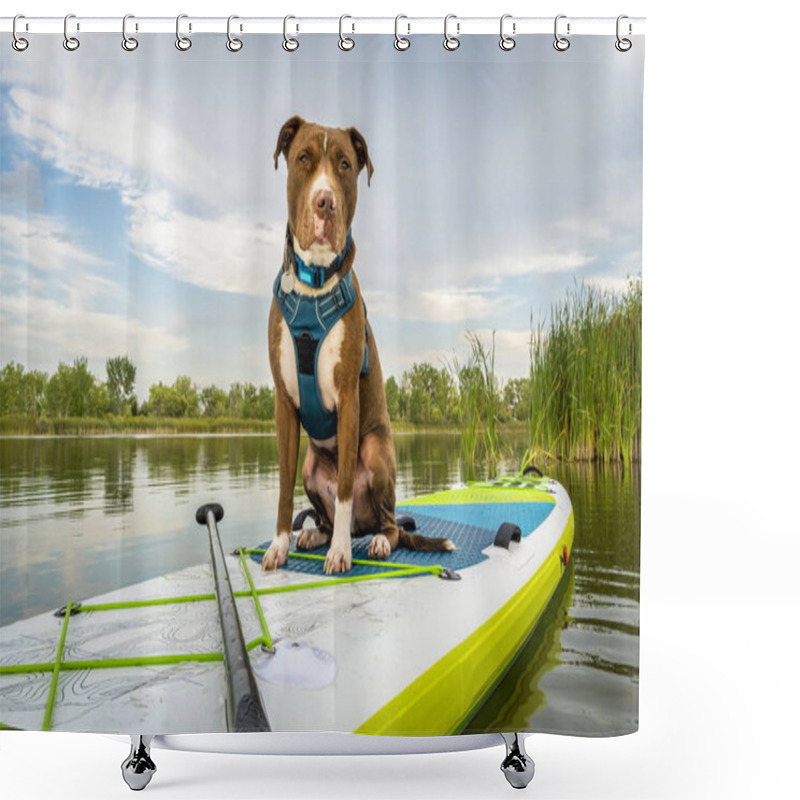 Personality  Pit Bull Dog On Stand Up Paddleboard Shower Curtains