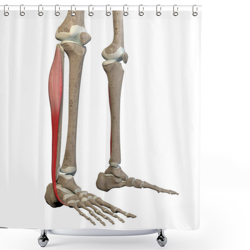 Personality  This 3d Illustration Shows The Fibularis Longus Muscles On Skeleton On A White Background Shower Curtains