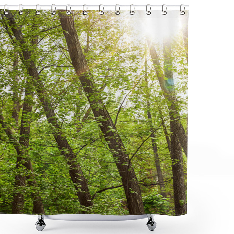 Personality  Bright Light And Green Leaves In Forest Shower Curtains