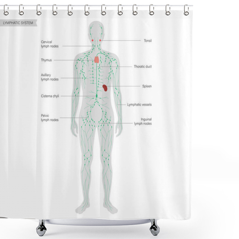 Personality  Lymphatic System Concept Shower Curtains