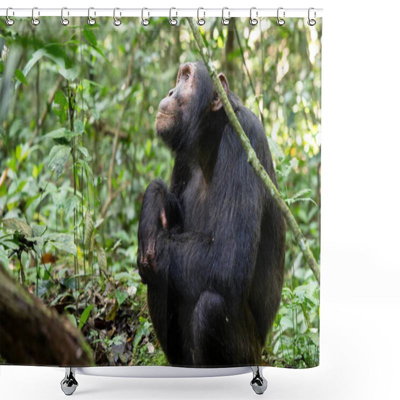 Personality  Close Up Image Of Chimpanzee Within The Forest Of The Kibale National Park, Uganda, Africa Shower Curtains